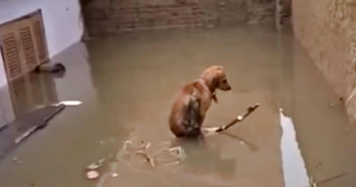Bald, Mangy Dog Wandering On Beach Is Indistinguishable Now