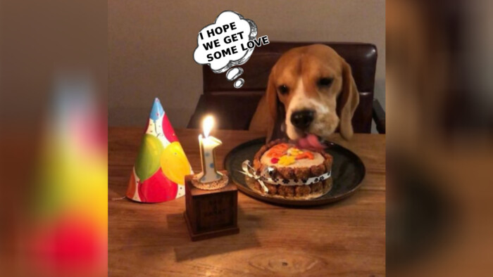 Happy First Birthday to Our Adorable Beagle!
