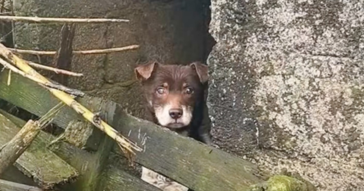 Peering Out From Pallets, Trapped Dog Hopes They Came Here For Him