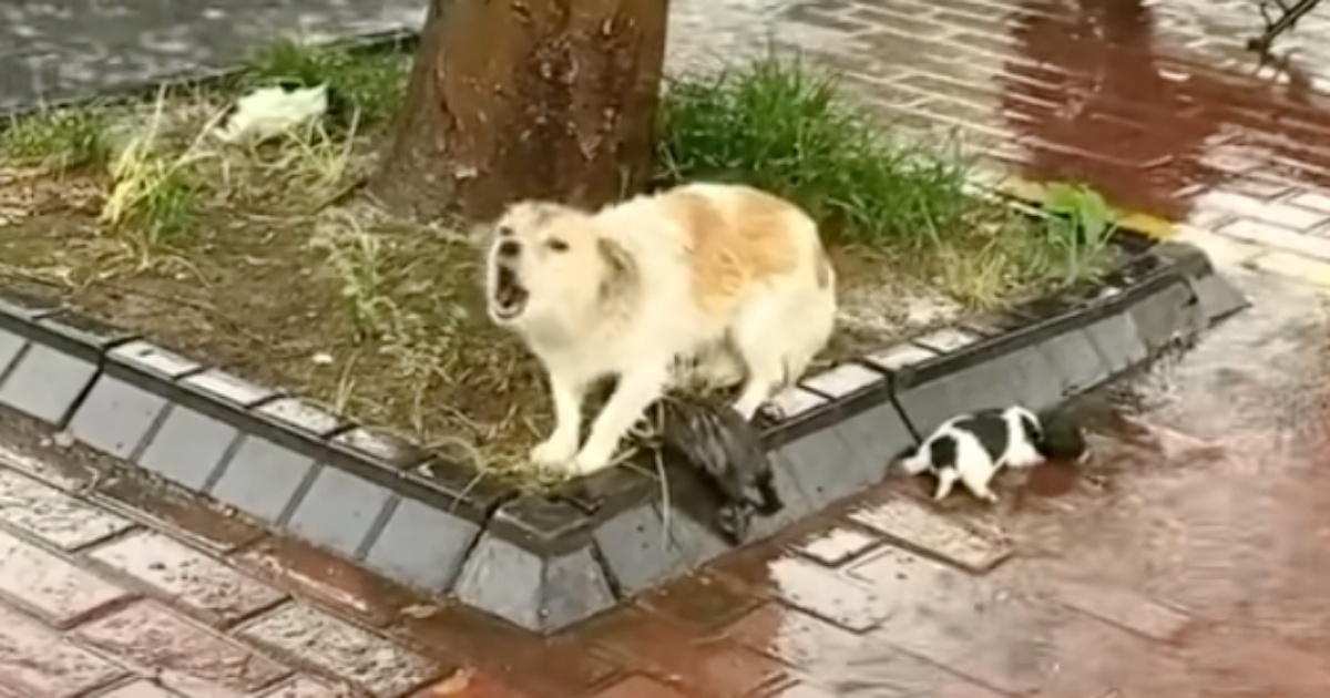 Mother Dog Fiercely Guarded Her Puppies Before She Up And Left