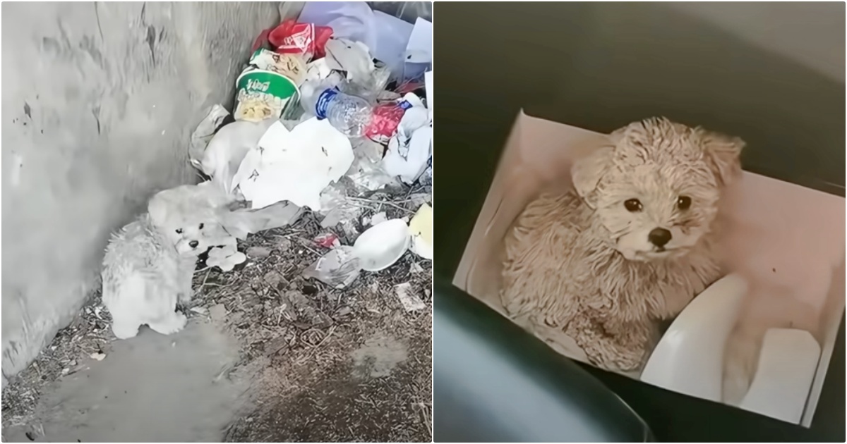 Woman Found Dog Starving Beneath A Billboard, Broke Down When She Held Him