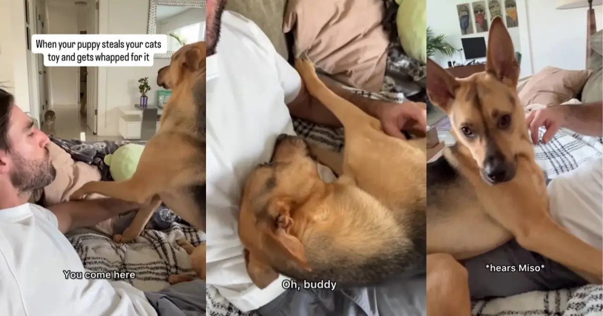 Video: Rescue Puppy Tattles to Owner After Cat Whacks Him