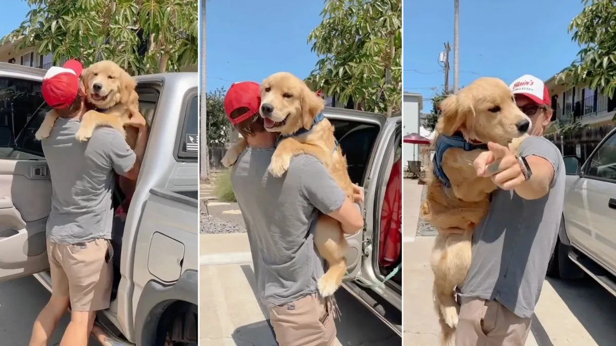 Golden Retriever Is Dad’s Forever Baby in Adorable Video
