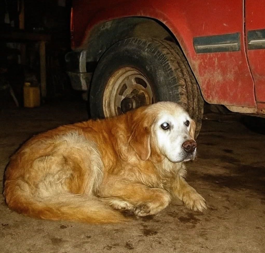 The Dog Who Refused to Die: The Midnight Call That Changed Everything