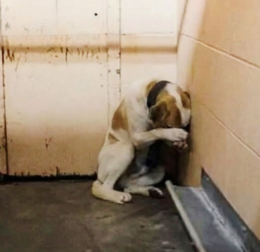 The lonely dog waited for years, with no one caring.