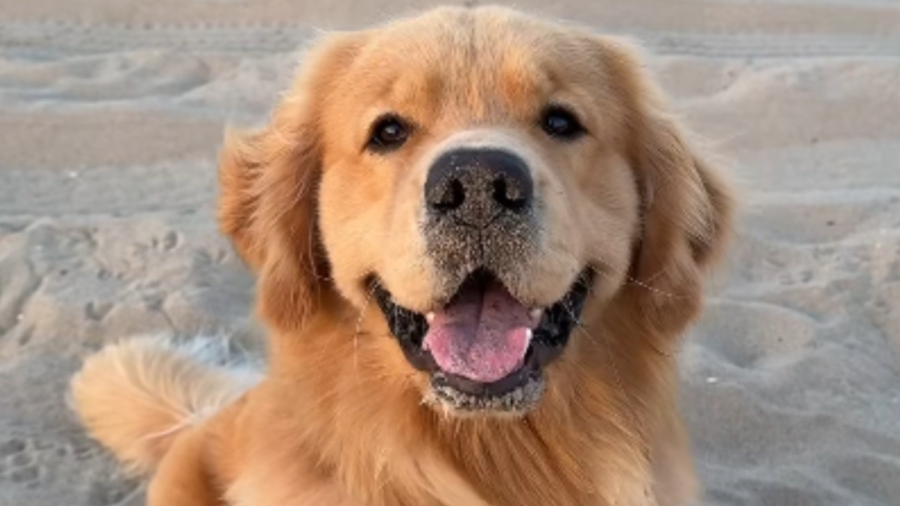 Video Shows Golden Retriever Bringing Smiles Wherever He Goes