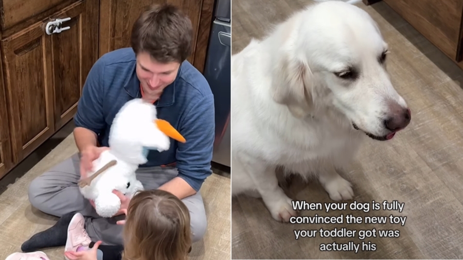 Golden Retriever Gets ‘Jealous’ of Tiny Human Who Just Got a New Toy