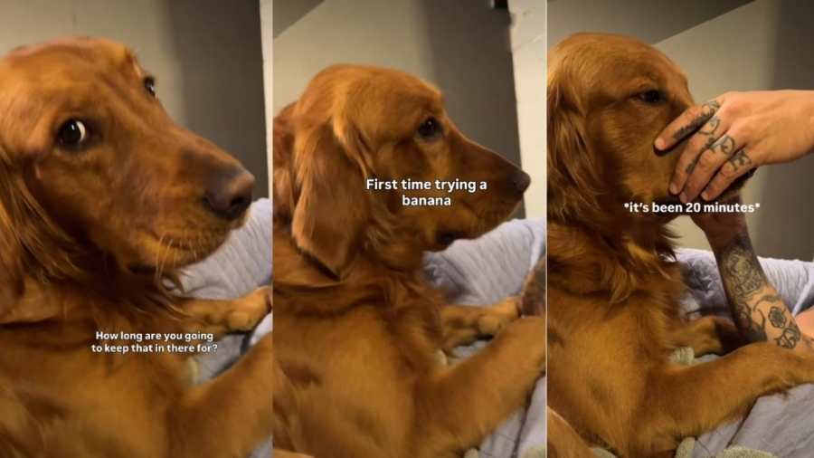 Golden Retriever Holds Banana in His Mouth for 20 Minutes After First Taste