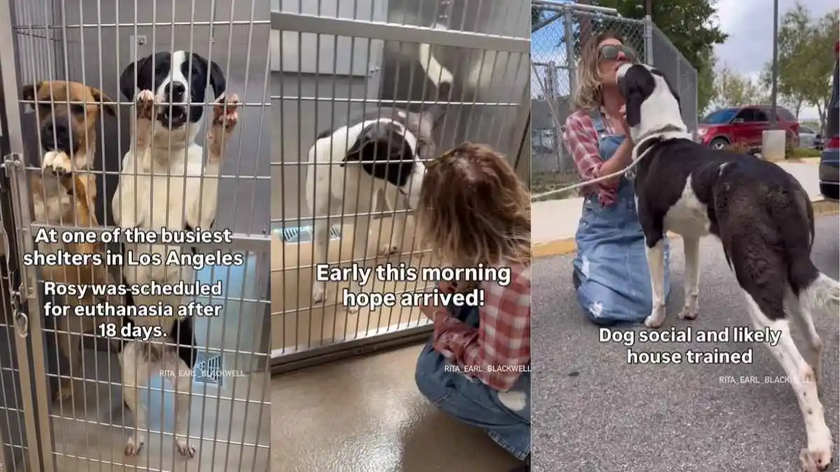 This dog was scheduled to be euthanized simply because the shelter was overcrowded