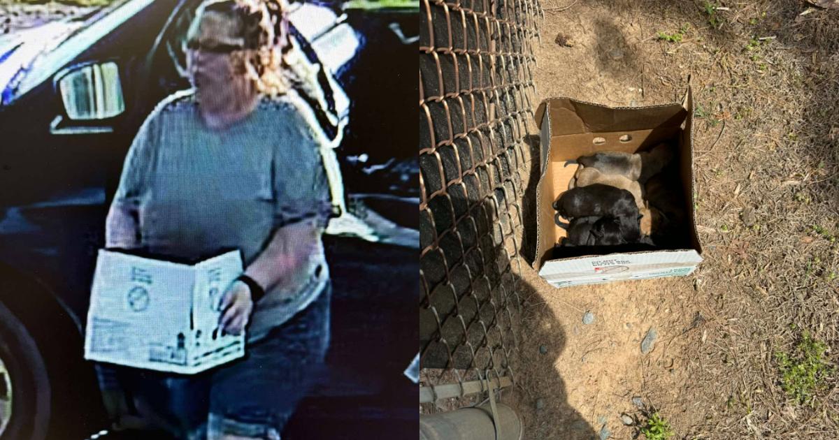 Woman Accused of Abandoning 8 Helpless Newborn Puppies, Now Back With Their Mom
