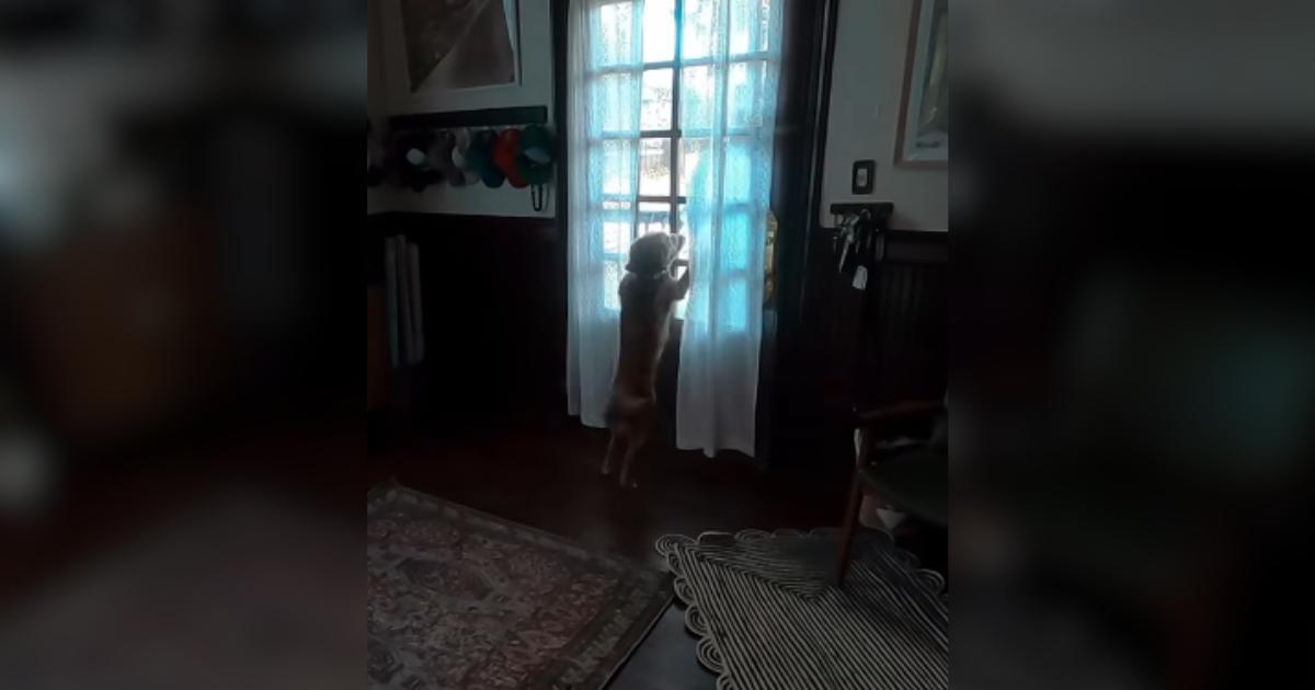 She Went to Space on Artemis II, but This Reunion With Her Dog Has Her Over the Moon