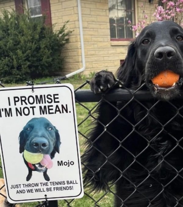 Dog Overcomes His Fear Of Strangers With Help Of Tennis Balls and a Sign